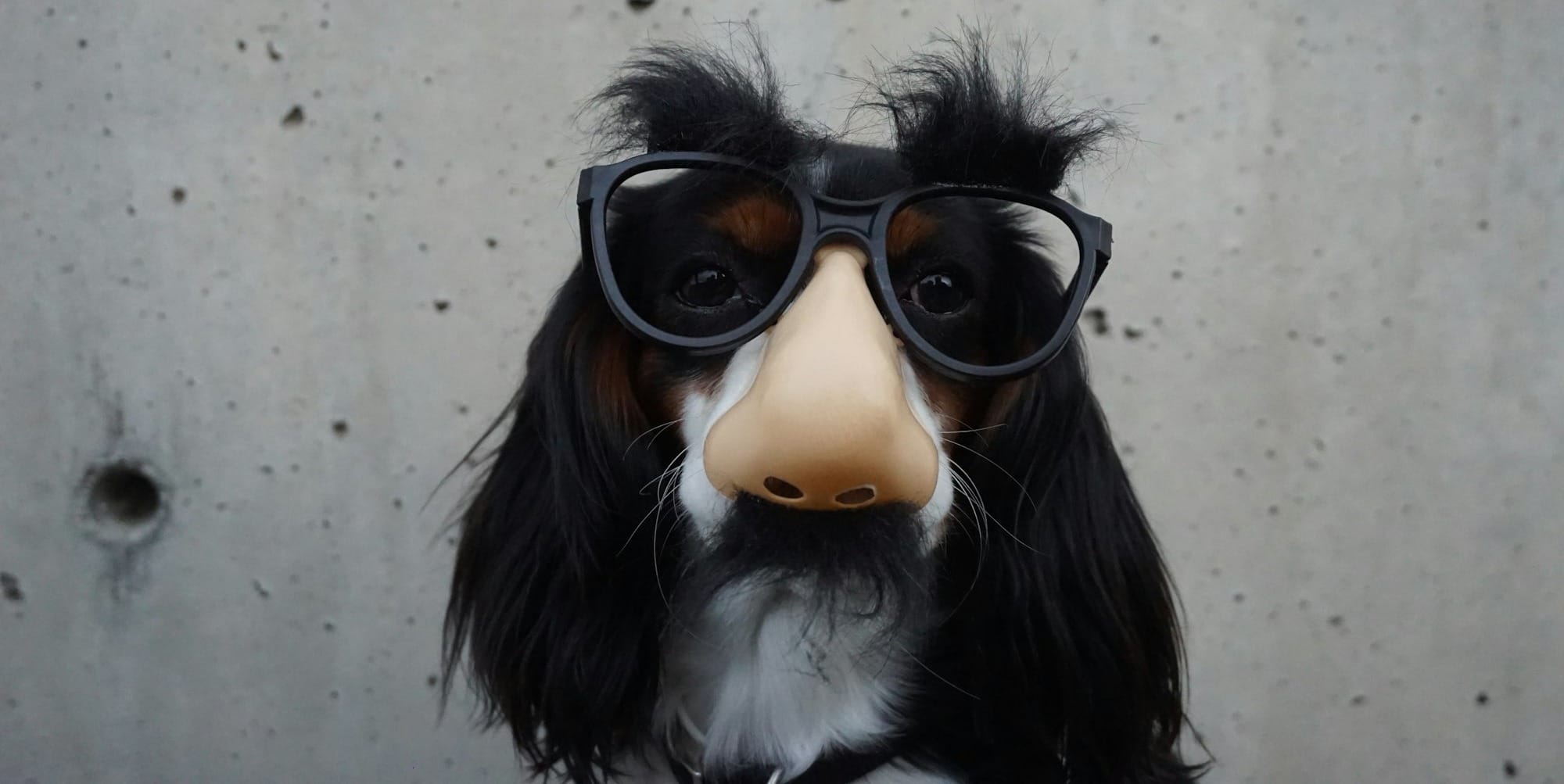 black and white dog with disguise eyeglasses