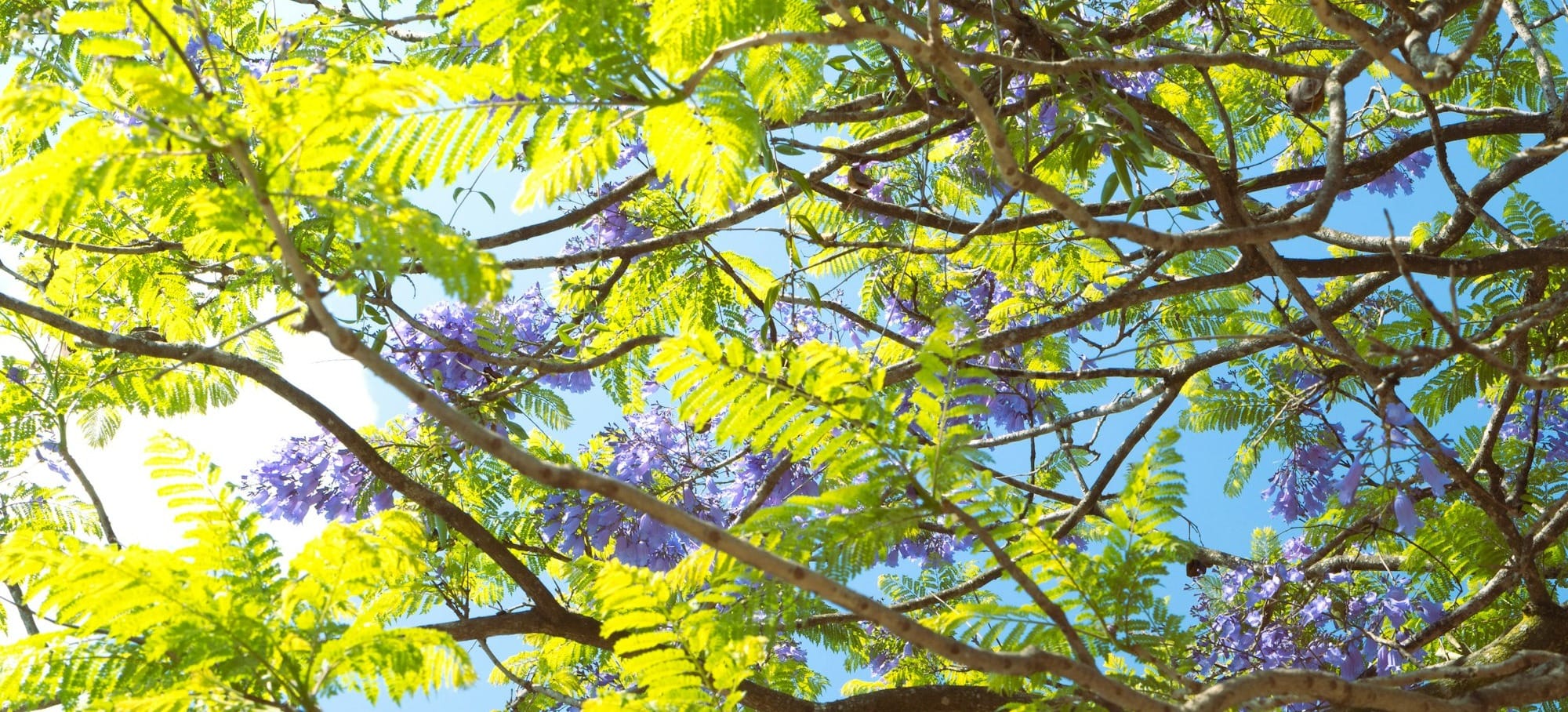 the branches of a tree with purple flowers