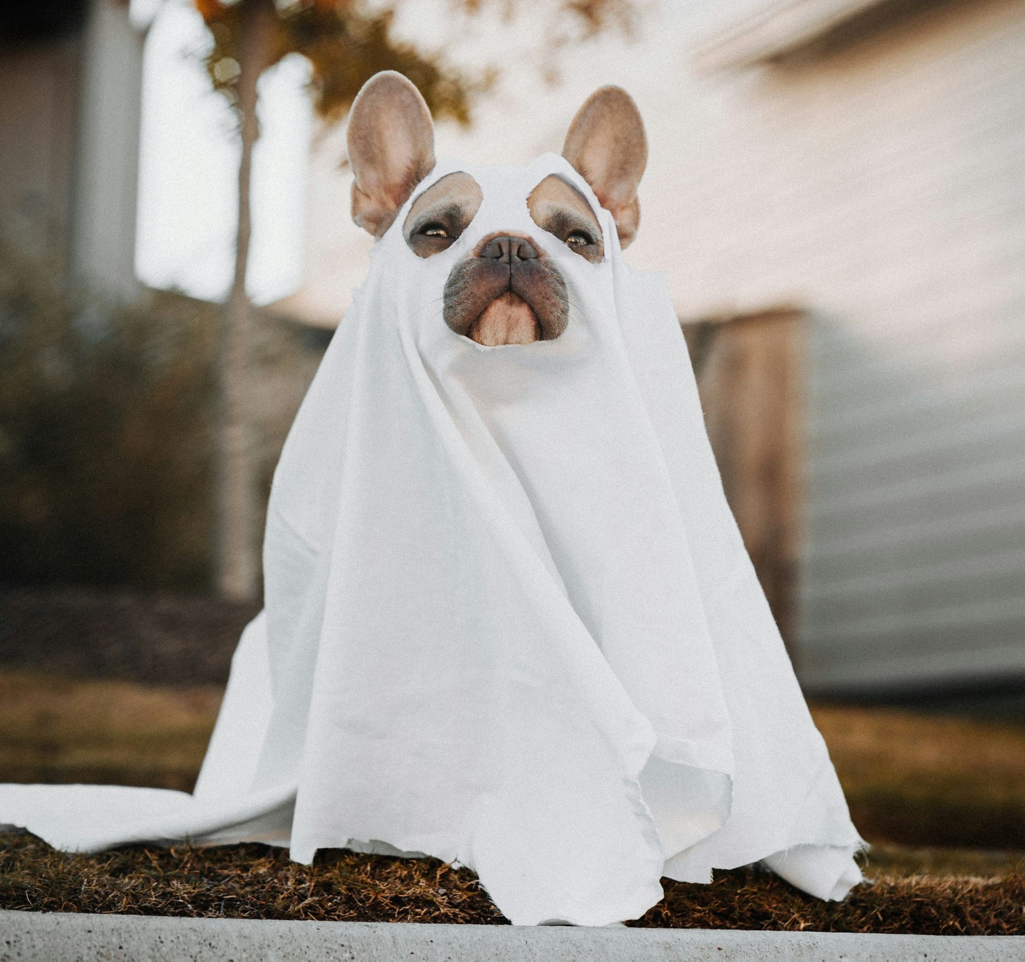 brown and white short coated dog covered with white textile