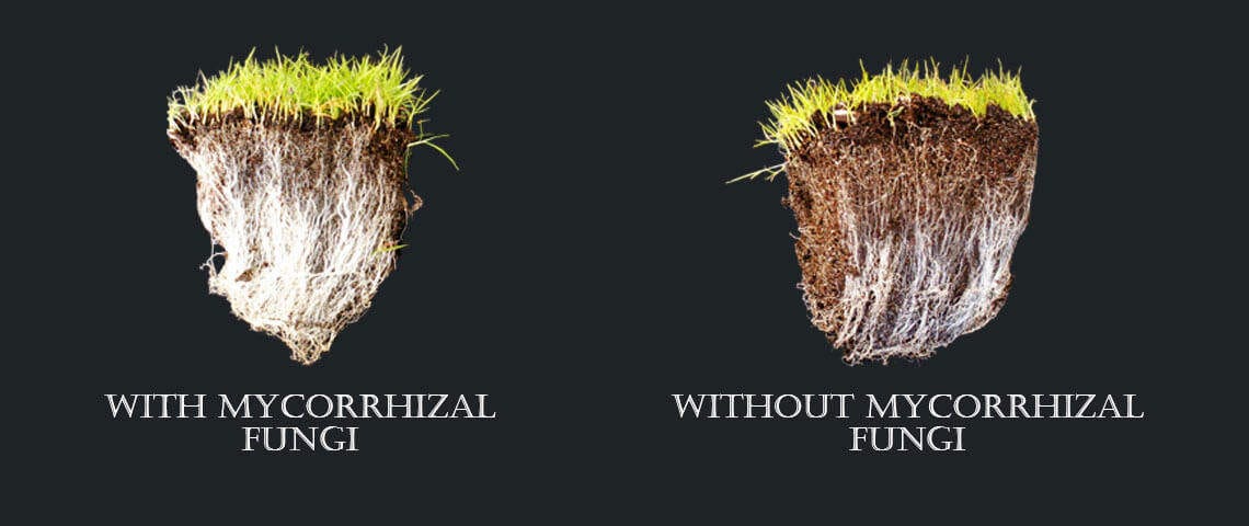 Mycorrhizal Fungi - Friends of the Ecosystem